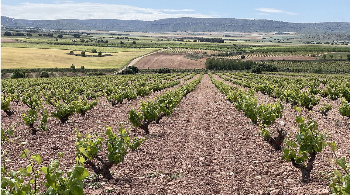 Ruta del Vino ALMANSA