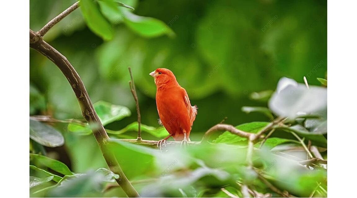 Canarias  naturaleza