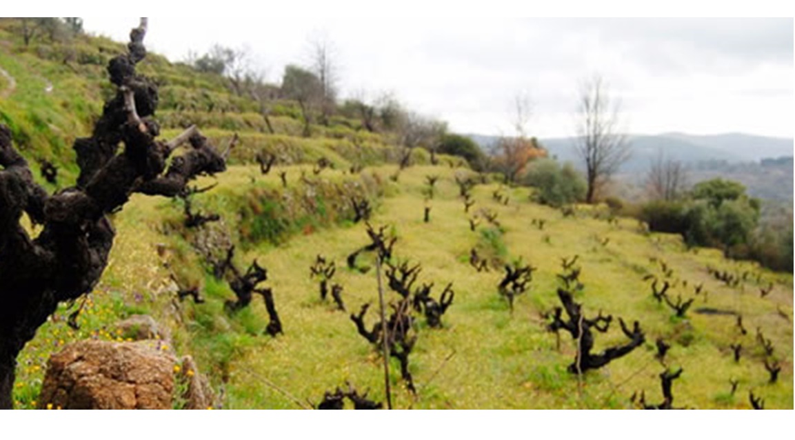 Sierra de Salamanca DOP