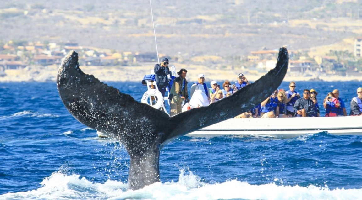 Los Cabos ballenas