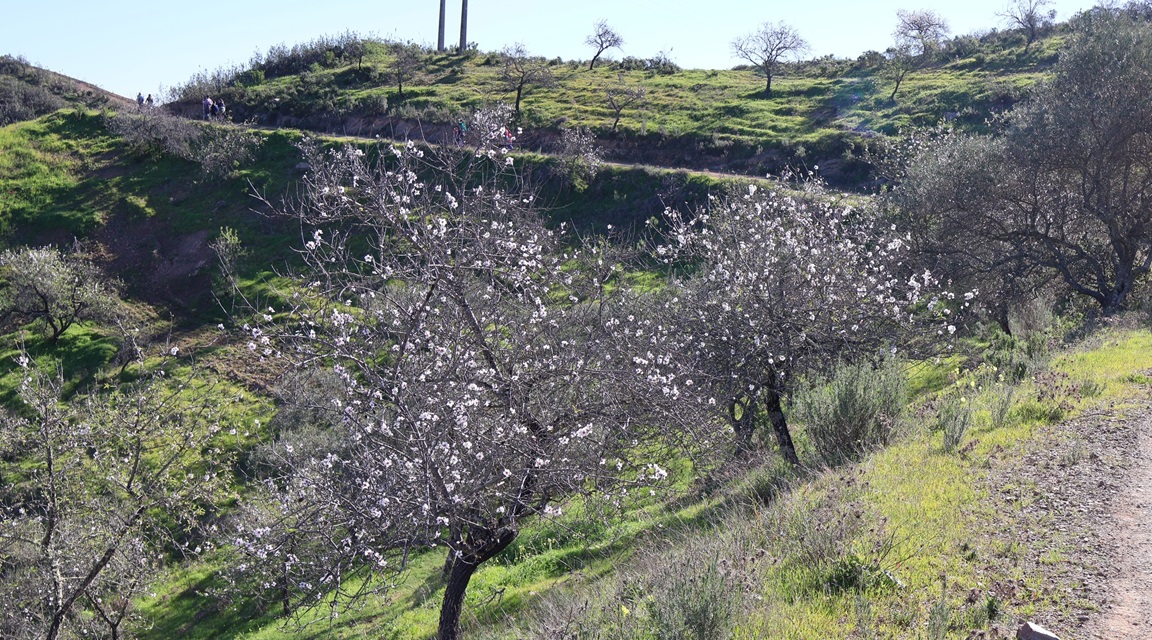 Algarve - Almendros