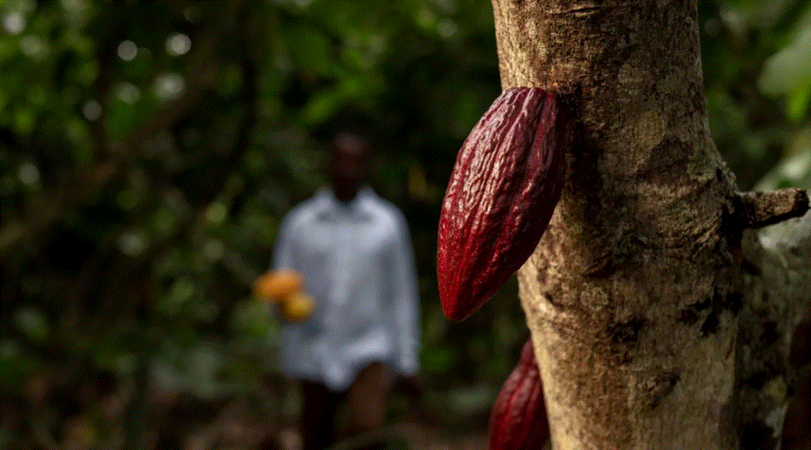 Cacao - Guatemala