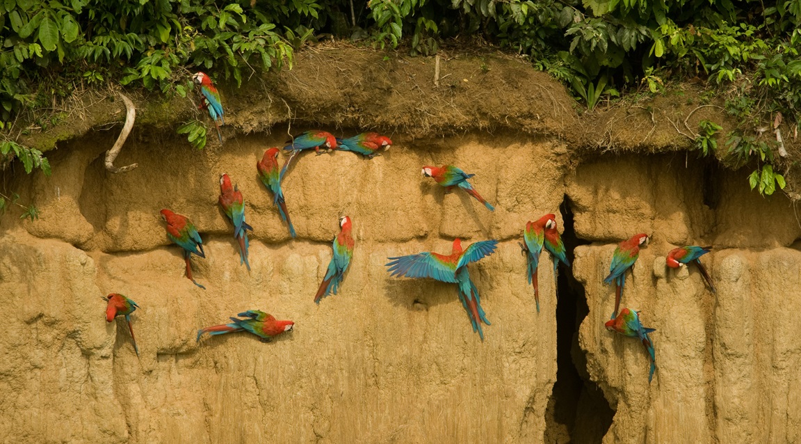 Perú aves