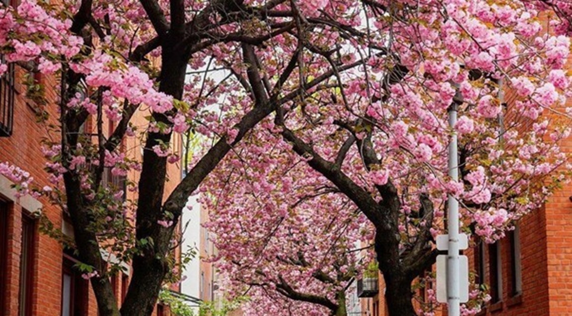 Filadelfia rosa