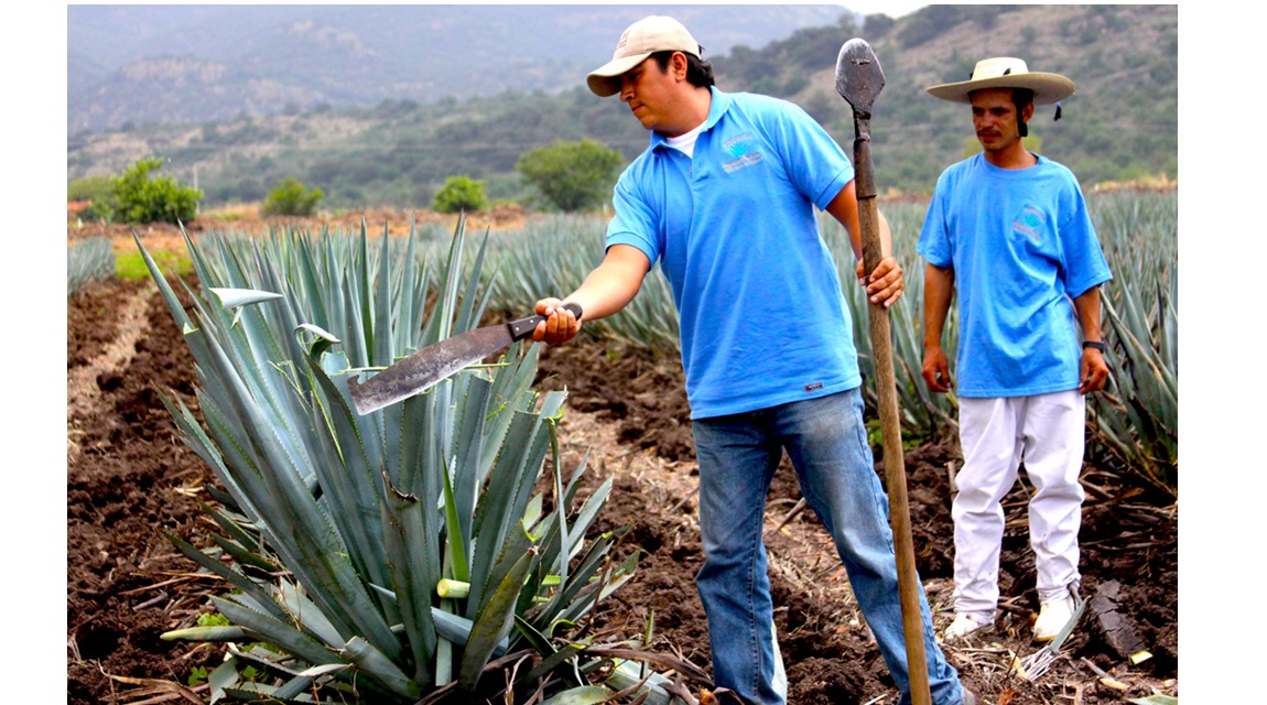 Guanajuato Mezcal