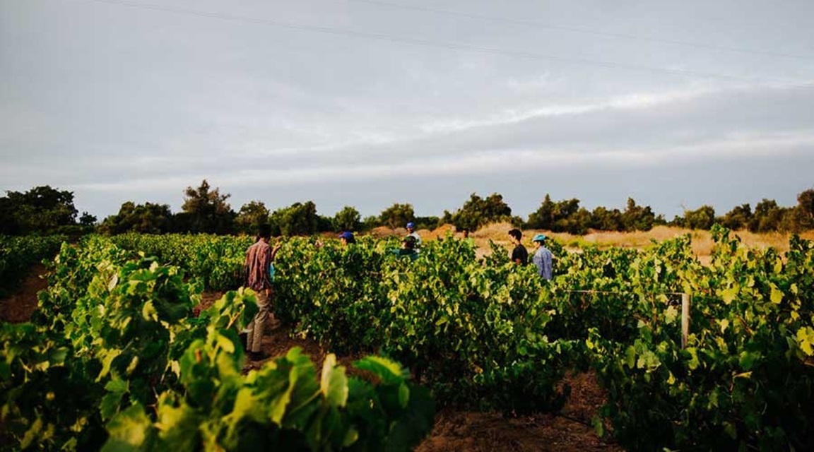 Algarve Vinos