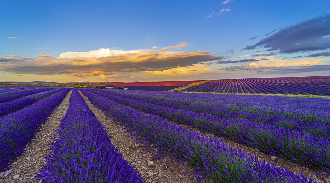 Caleruega - Lavanda