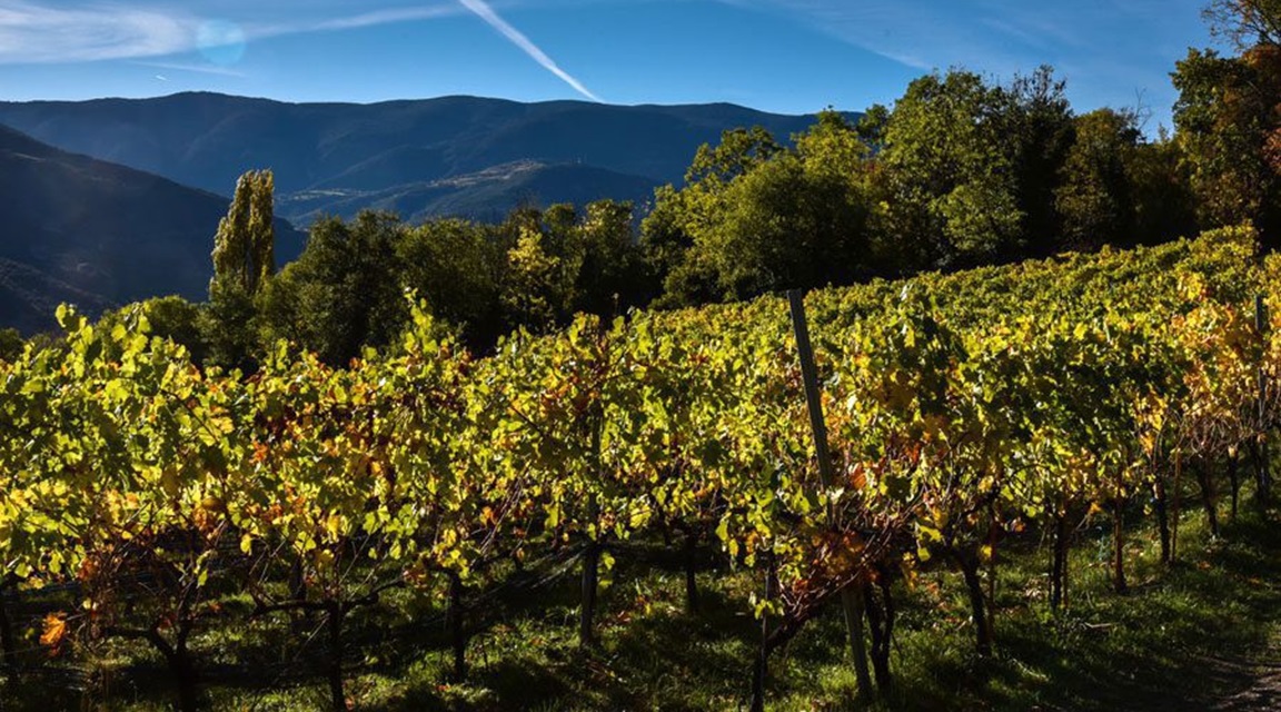Ruta del Vino Lérida