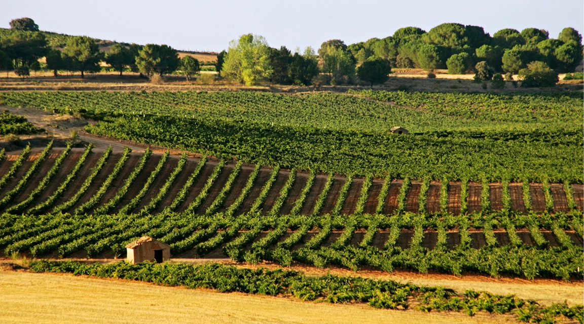 Ribera del Duero