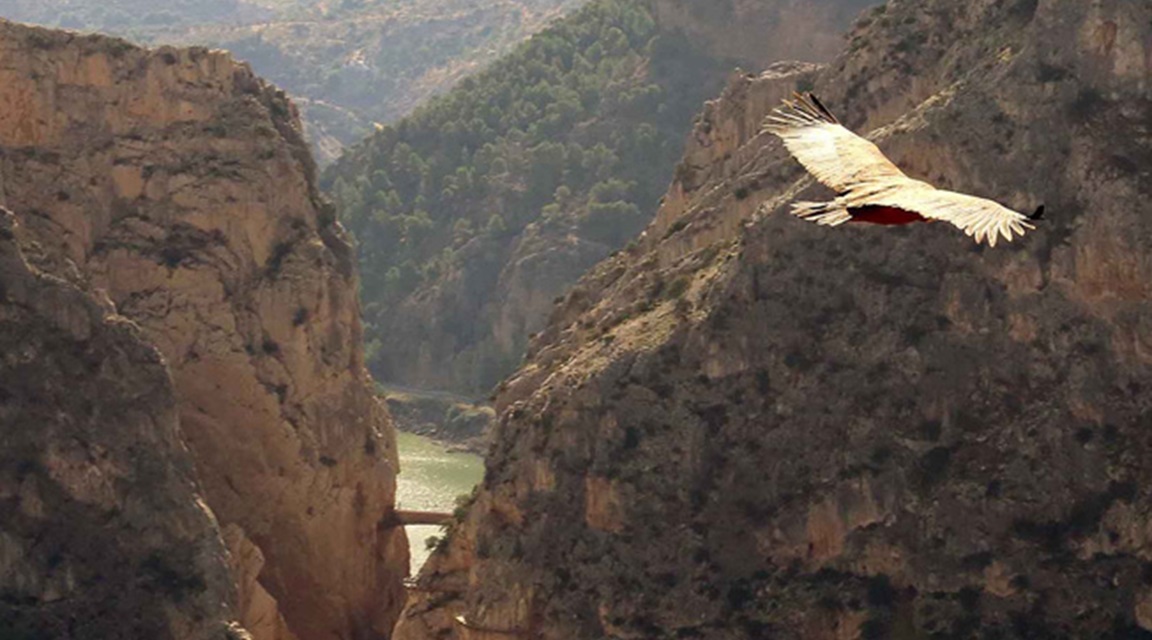 Caminito del Rey