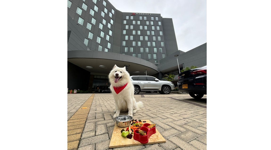 Marriott perro