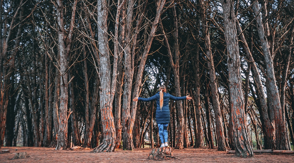 Bosque energético