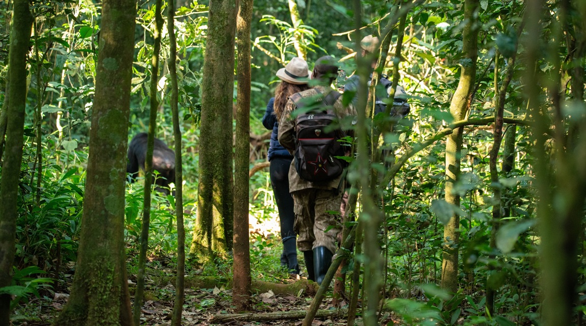 Uganda selva