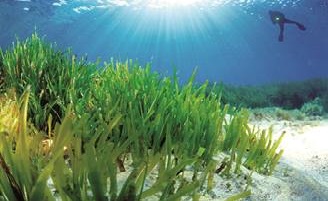 Baleares_Posidonia_ W Sports