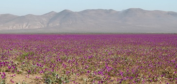 Atacama