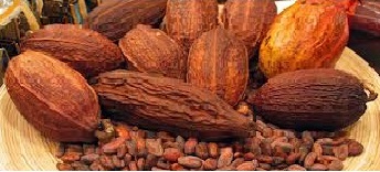Ecuador_Cacao