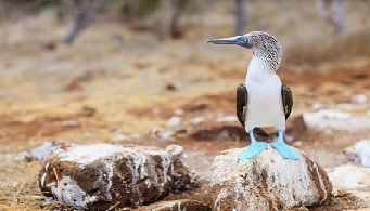 Galapagos