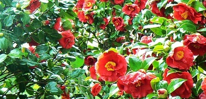 Camelias