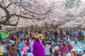 Japon_hanami