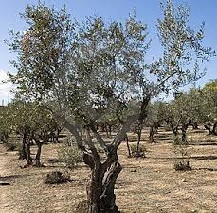 Lanzarote_olivos