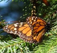 Mexico_mariposa