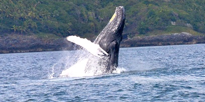 Ballenas