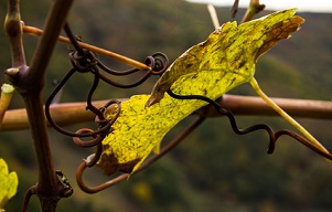 Ribeira_Sacra_DO