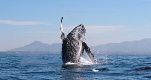 Riviera_Nayarit_ballenas