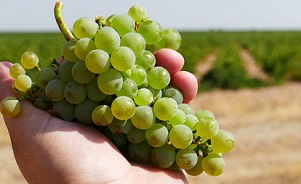 Verdejo