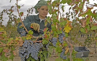 Salamanca_Ruta_Vino_Arribes