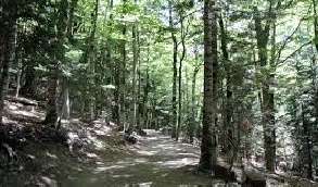 Teruel_bosques