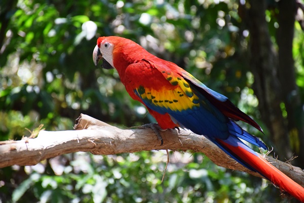 aluxes_loro