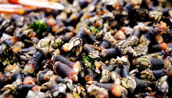 coruña_percebes