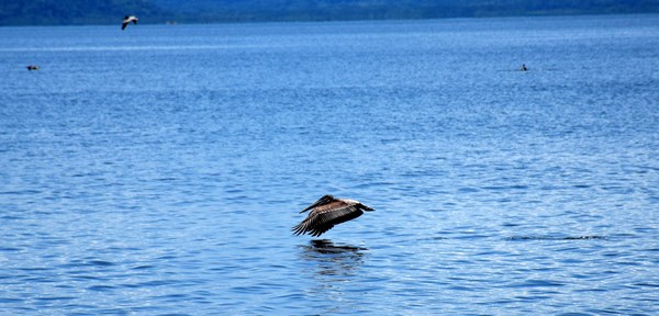 puntarenas_pelicano