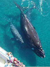 Argentina_ballenas