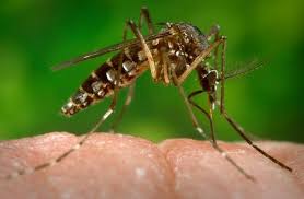 ZIKA