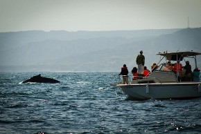 ballenas perú