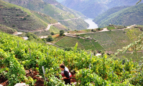 Viñedos de la bodega Regina Viarum, en Doade, Sober bodega