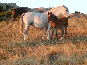 caballos