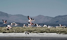 chile_salar