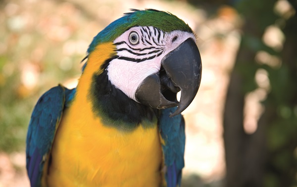 guacamayo