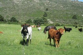 guadarrama_vacas