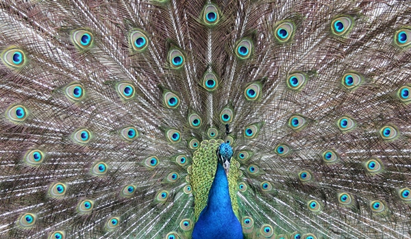 pavo real