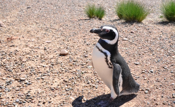 pingüino