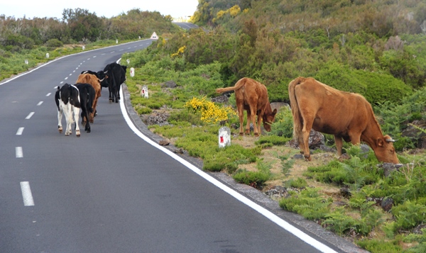 vacas