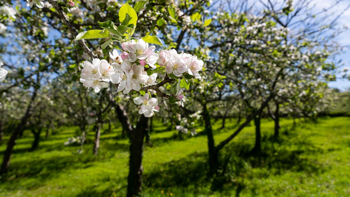 manzanos en flor