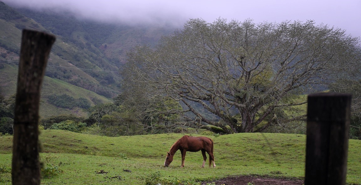 caballo