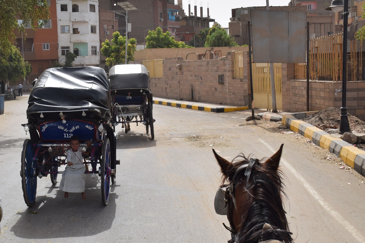 caballos y niño edfu