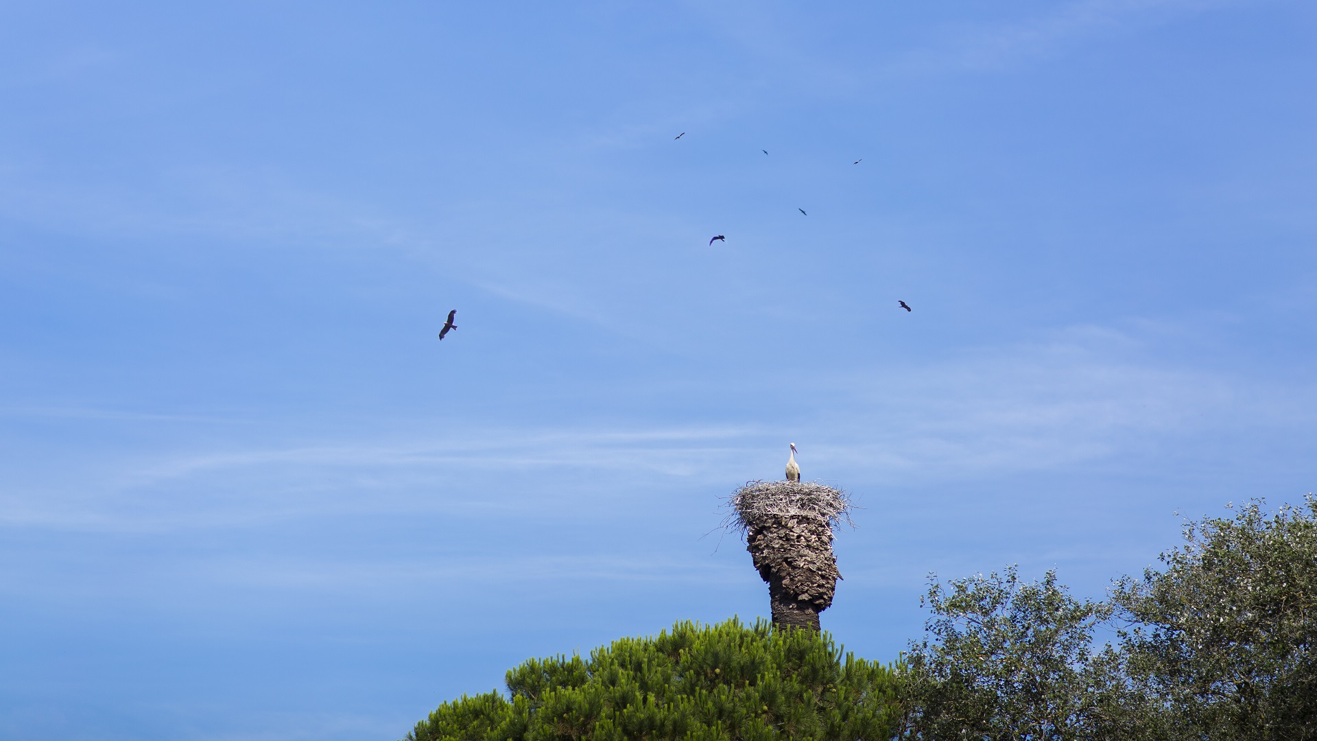 doñana