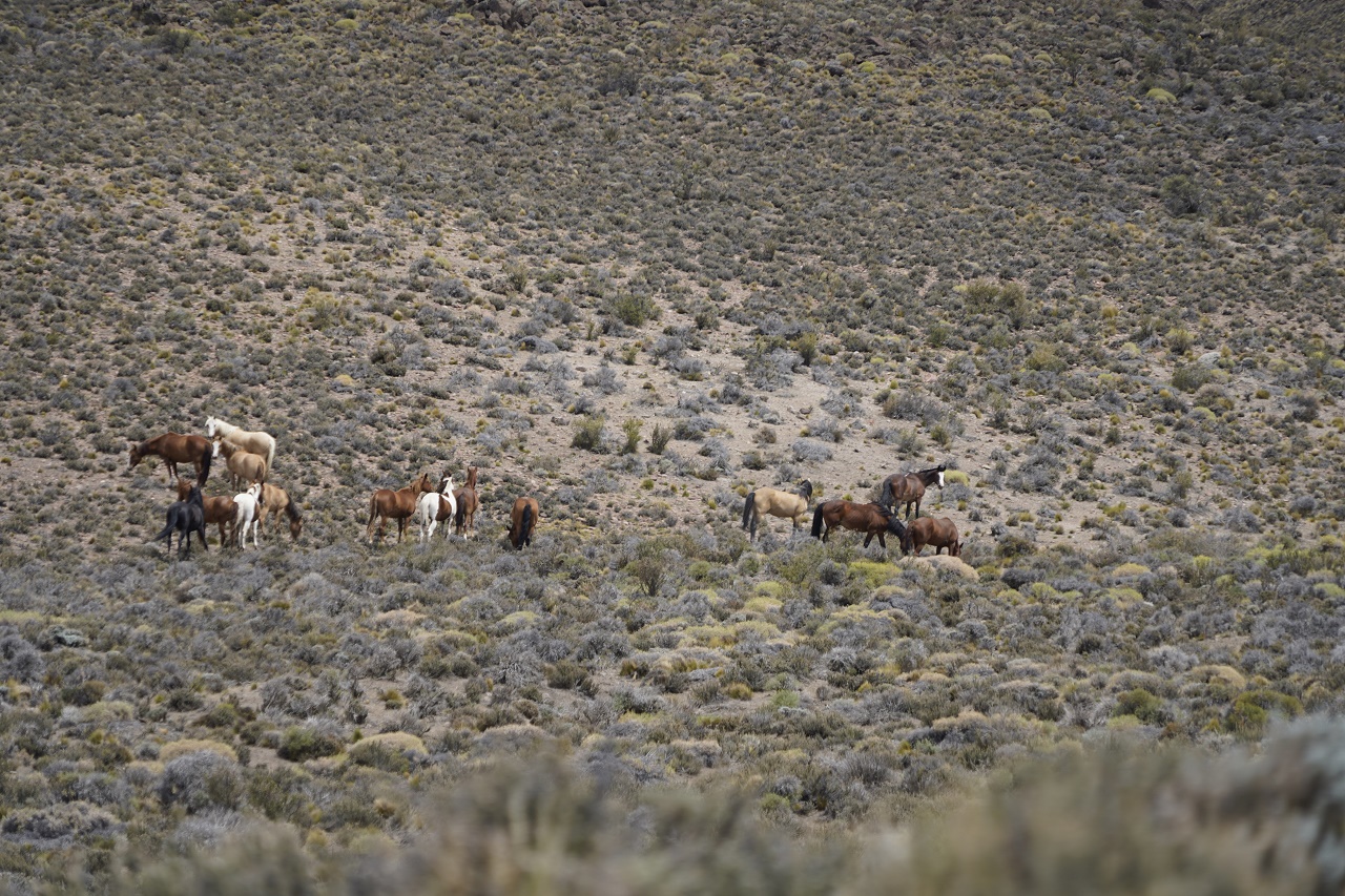 caballos